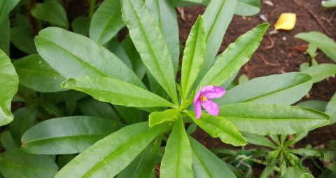 罗汉果花的功效