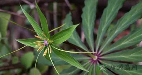 七叶一枝花的药用价值_七叶一枝花的副作用