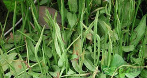瓶尔小草的功效与作用