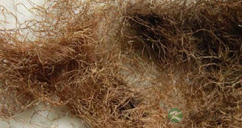 降糖中草药有哪些