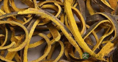 黄柏的药用价值_黄柏的副作用