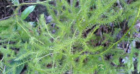 石松子的药用价值_石松子的副作用