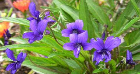 紫花地丁的药用价值_紫花地丁的副作用