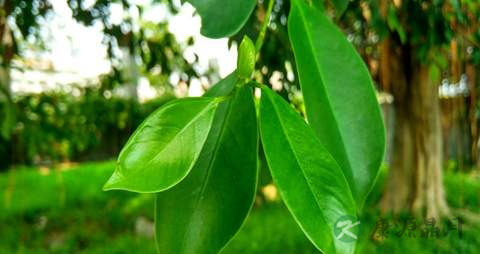 榕树叶的药用价值_榕树叶的副作用