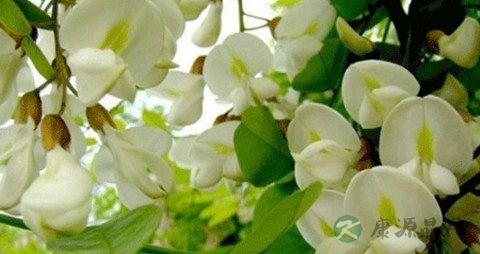 洋槐花有毒吗