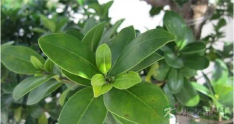 小叶榕的药用价值_小叶榕的副作用