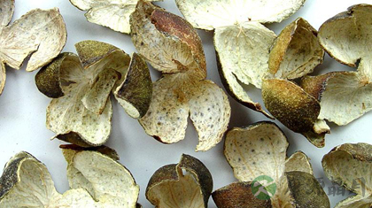 青皮的功效与作用_青皮的药用价值
