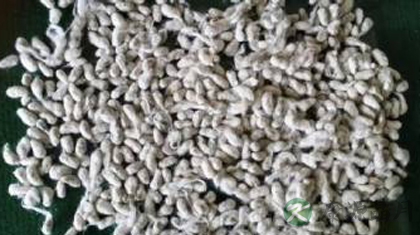 棉花子的功效与作用_棉花子的药用价值