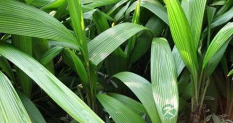 仙茅的功效与作用