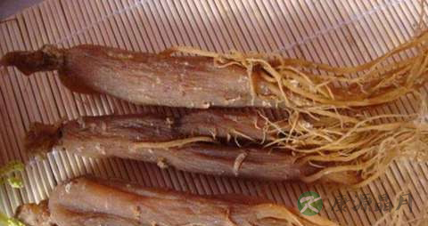 小红参的功效与作用