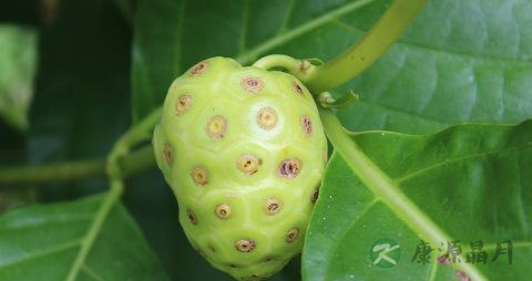 制巴戟天的方法