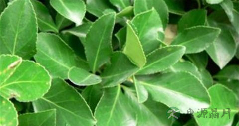 大叶黄杨的药用价值_大叶黄杨的副作用