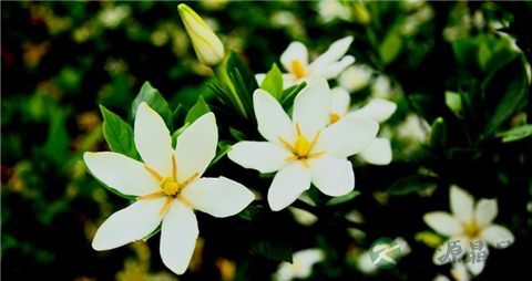 栀子花的功效与作用