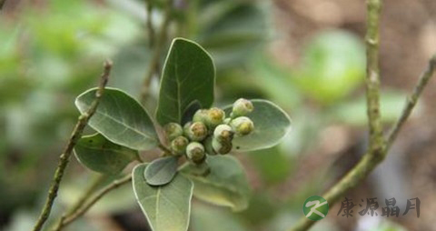 蔓荆子的功效与作用