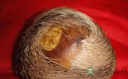 当门子的药用价值_当门子的副作用