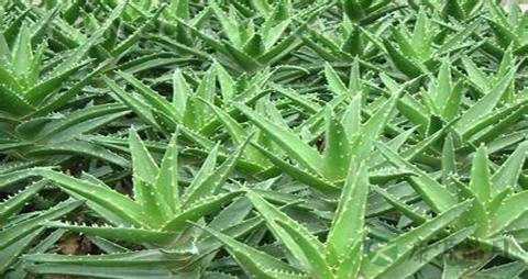 油葱的药用价值_油葱的副作用