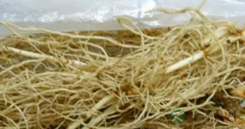 铃兰的功效与作用