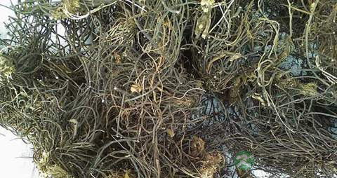 疏经活络的中草药有哪些