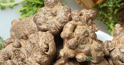 土三七的功效与作用