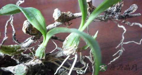 麦斛的药用价值_麦斛的副作用