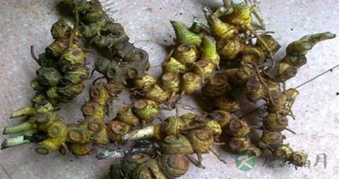 山姜的功效与作用