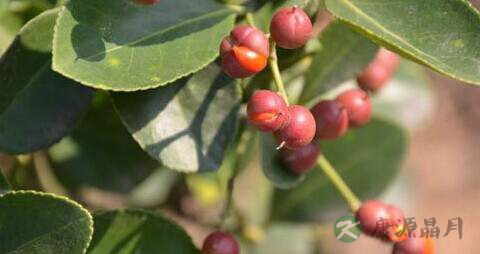 毛冬青的药用价值_毛冬青的副作用