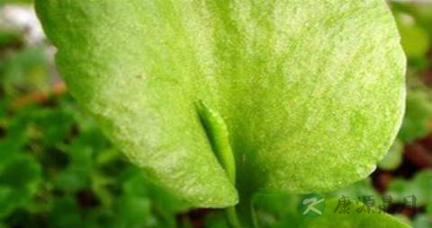 瓶尔小草的功效与作用