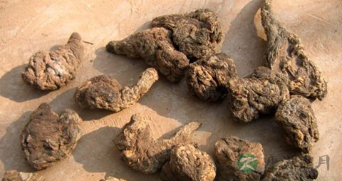 干地黄的功效
