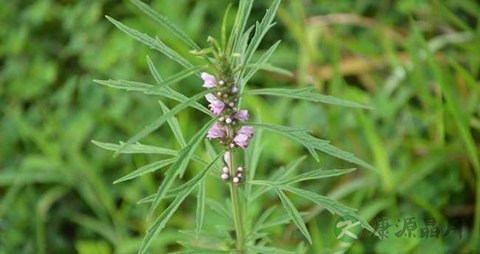 益母草的药用价值_益母草的副作用