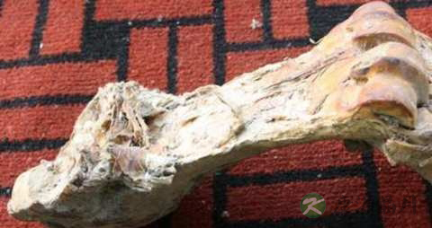 虎骨的功效与作用