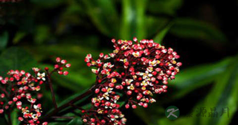 茵芋的药用价值_茵芋的副作用