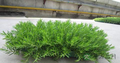佛甲草的药用价值_佛甲草的副作用