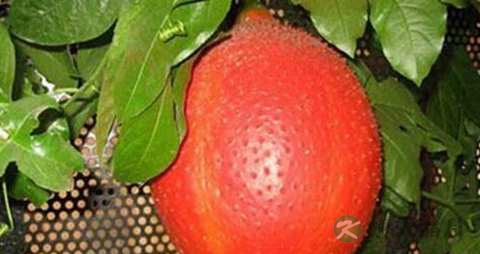木鳖子的药用价值_木鳖子的副作用