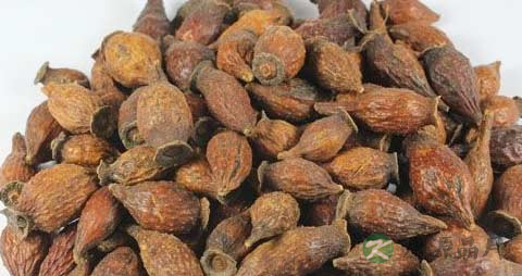 金樱子的药用价值_金樱子的副作用