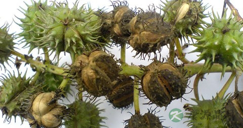 蓖麻的药用价值_蓖麻的副作用