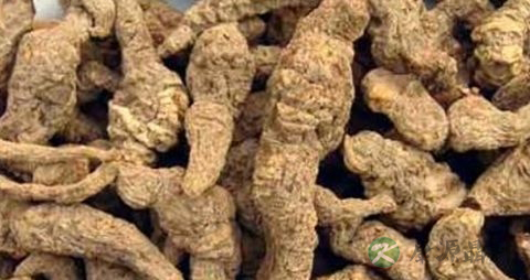 干地黄的功效