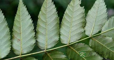 苦木的药用价值_苦木的副作用