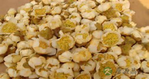 石松子的药用价值_石松子的副作用