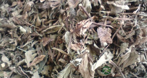 溪黄草的药用价值_溪黄草的副作用