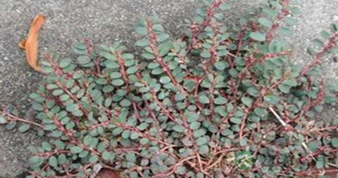 小飞扬的功效与作用