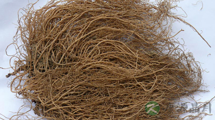 细辛的功效与作用_细辛的药用价值
