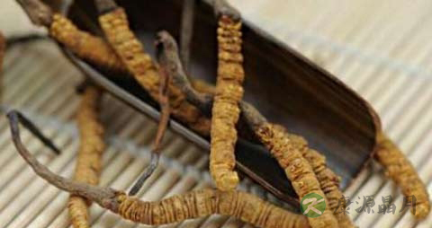 冬虫夏草的功效与作用