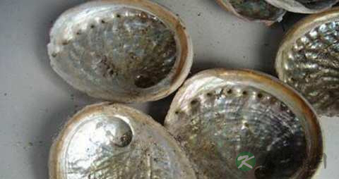 石决明的药用价值_石决明的副作用