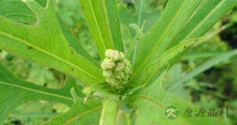 山莴苣的药用价值_山莴苣的副作用