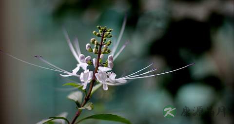 猫须草的药用价值_猫须草的副作用