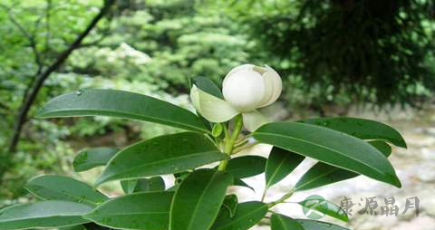 木莲的药用价值_木莲的副作用