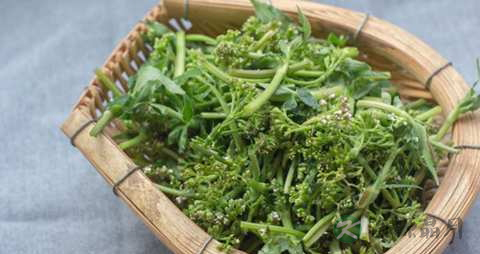 鸡屎藤的药用价值_鸡屎藤的副作用