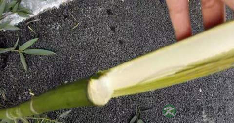 竹沥的功效与作用