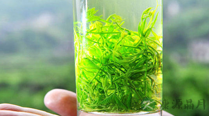 绞股蓝的功效与作用_绞股蓝的药用价值