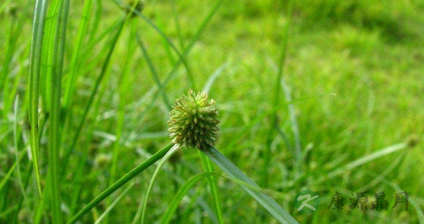 水蜈蚣的功效与作用